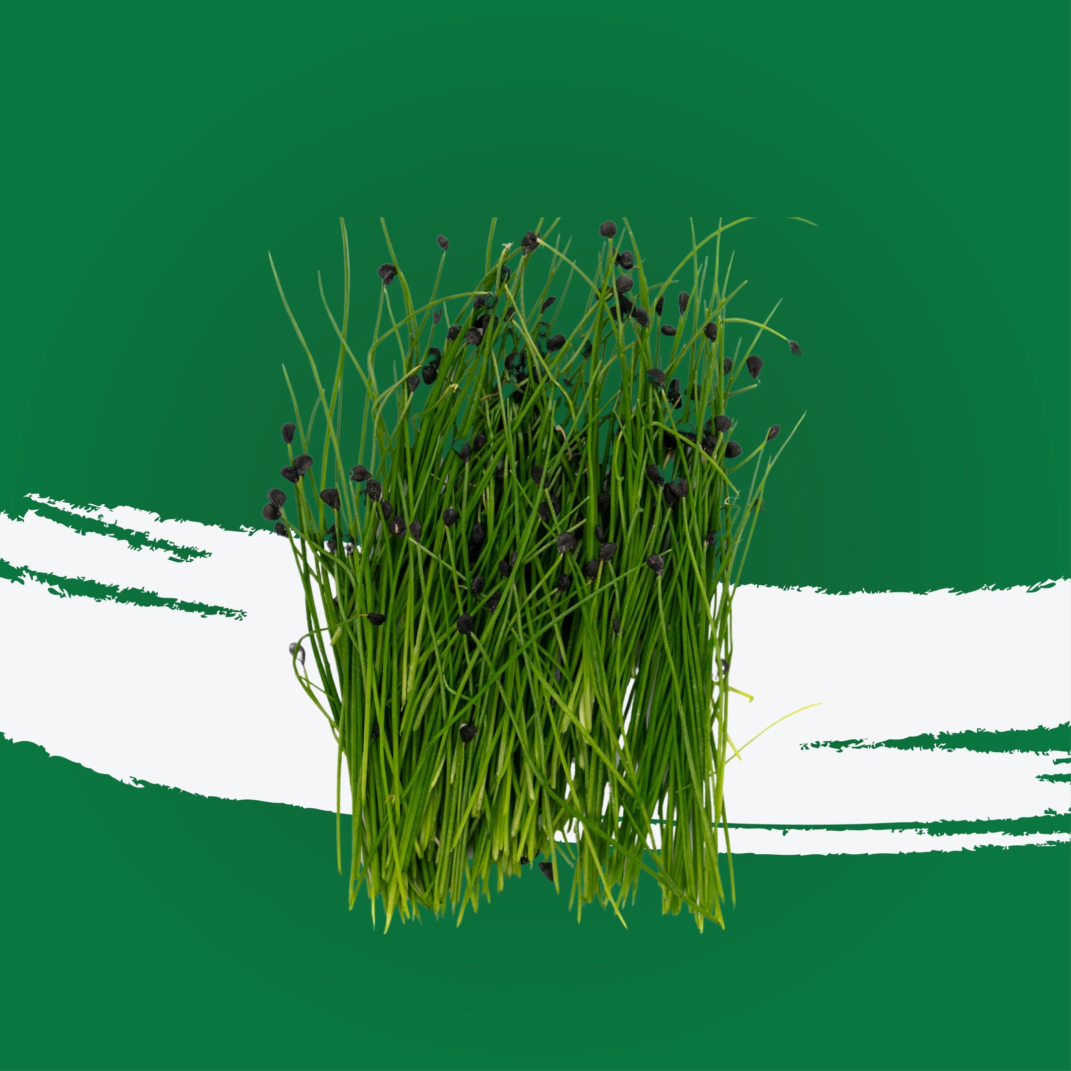 UNS Garlic Chives Microgreen Cress 16 Punnet Carton