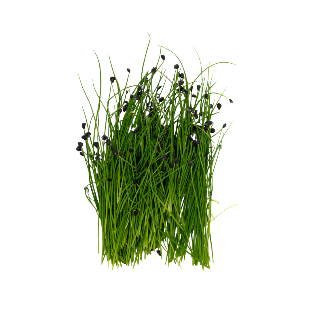 UNS Garlic Chives Microgreen Cress 16 Punnet Carton