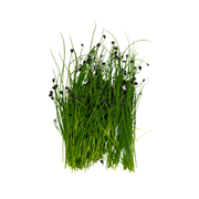 UNS Garlic Chives Microgreen Cress 16 Punnet Carton