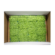 Fresh green mustard cress grown in UAE