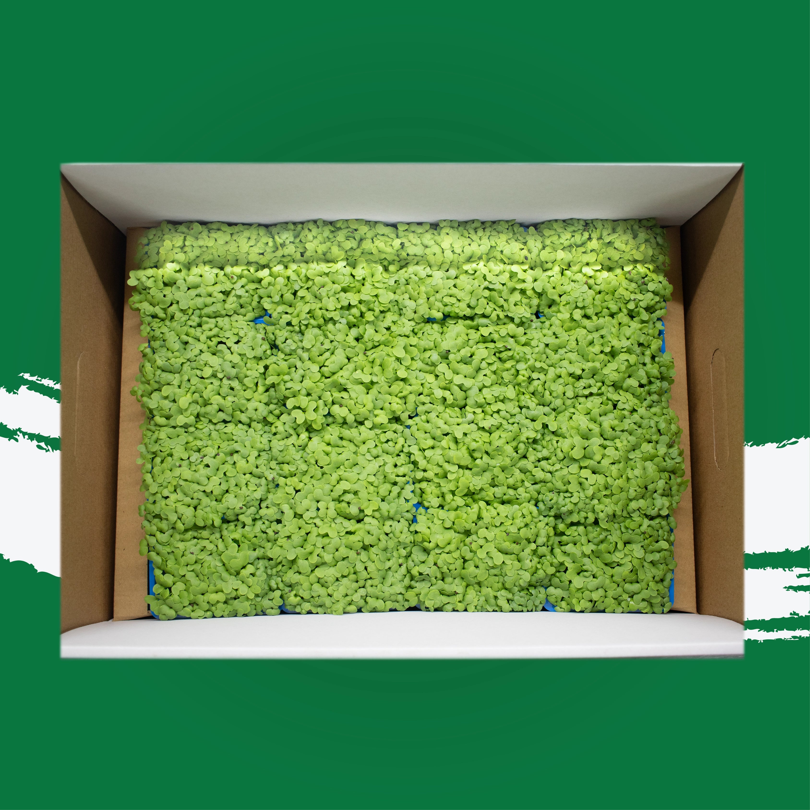 Pesticide-free mustard cress locally grown