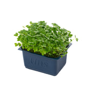 Uns Green Mustard 30G Clear Pet Box