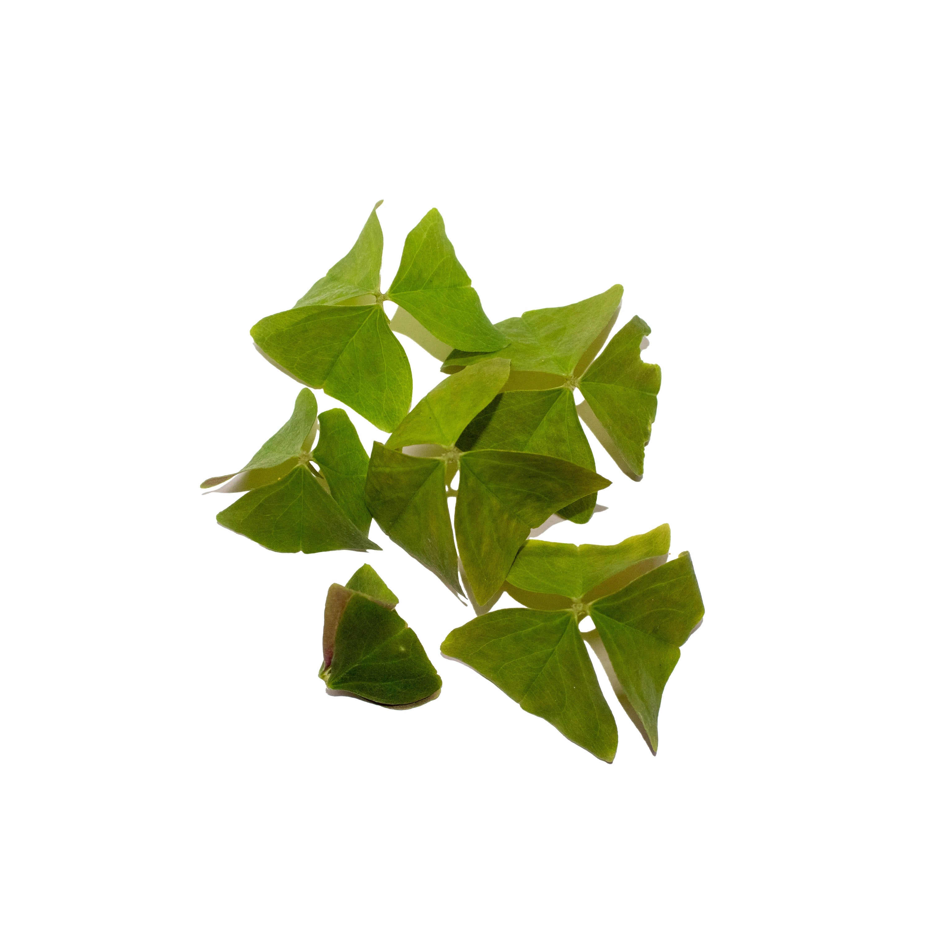 Uns Green Oxalis Leaves