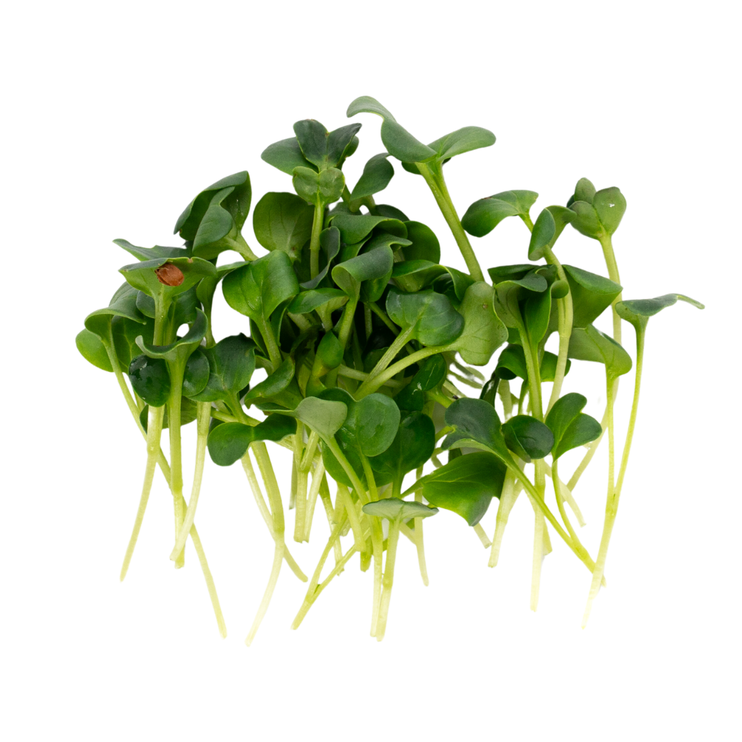 UNS Green Radish 40g Clear Pet Box
