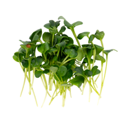UNS Green Radish 40g Clear Pet Box