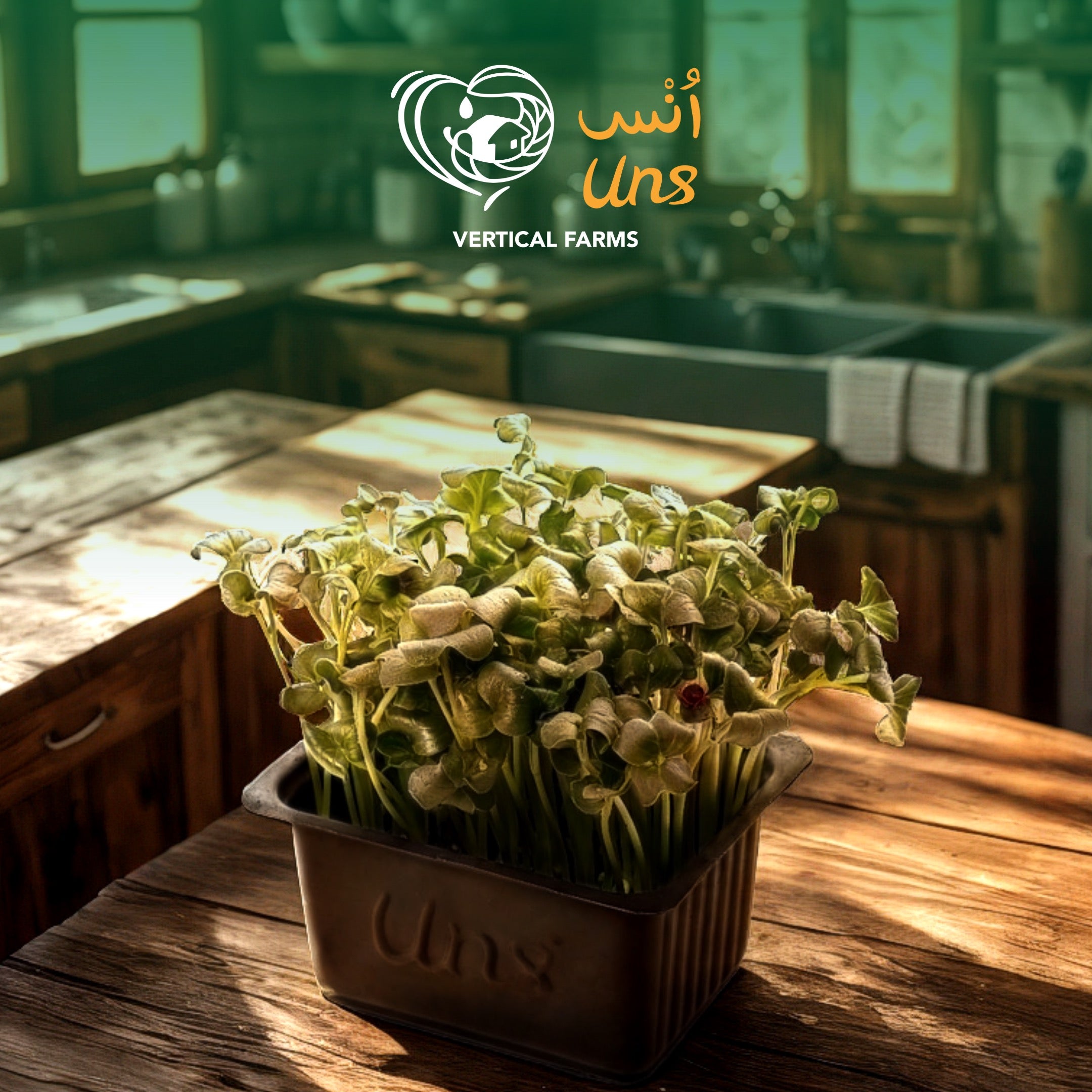 UNS Green Radish Microgreen Cress 16 Punnet Carton