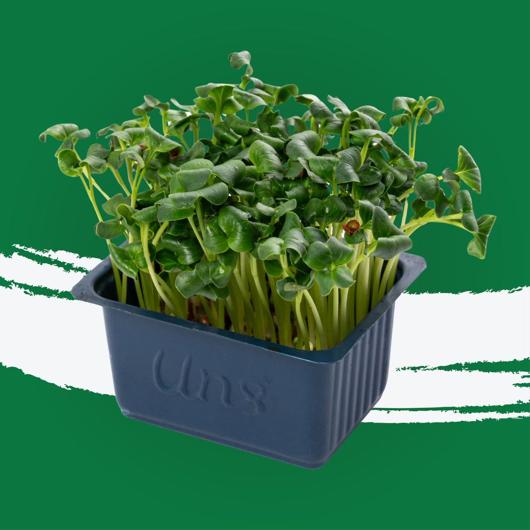 UNS Green Radish 40g Clear Pet Box