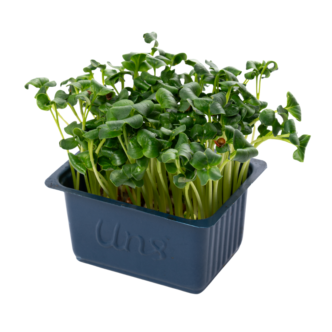 UNS Green Radish Microgreen Cress 16 Punnet Carton