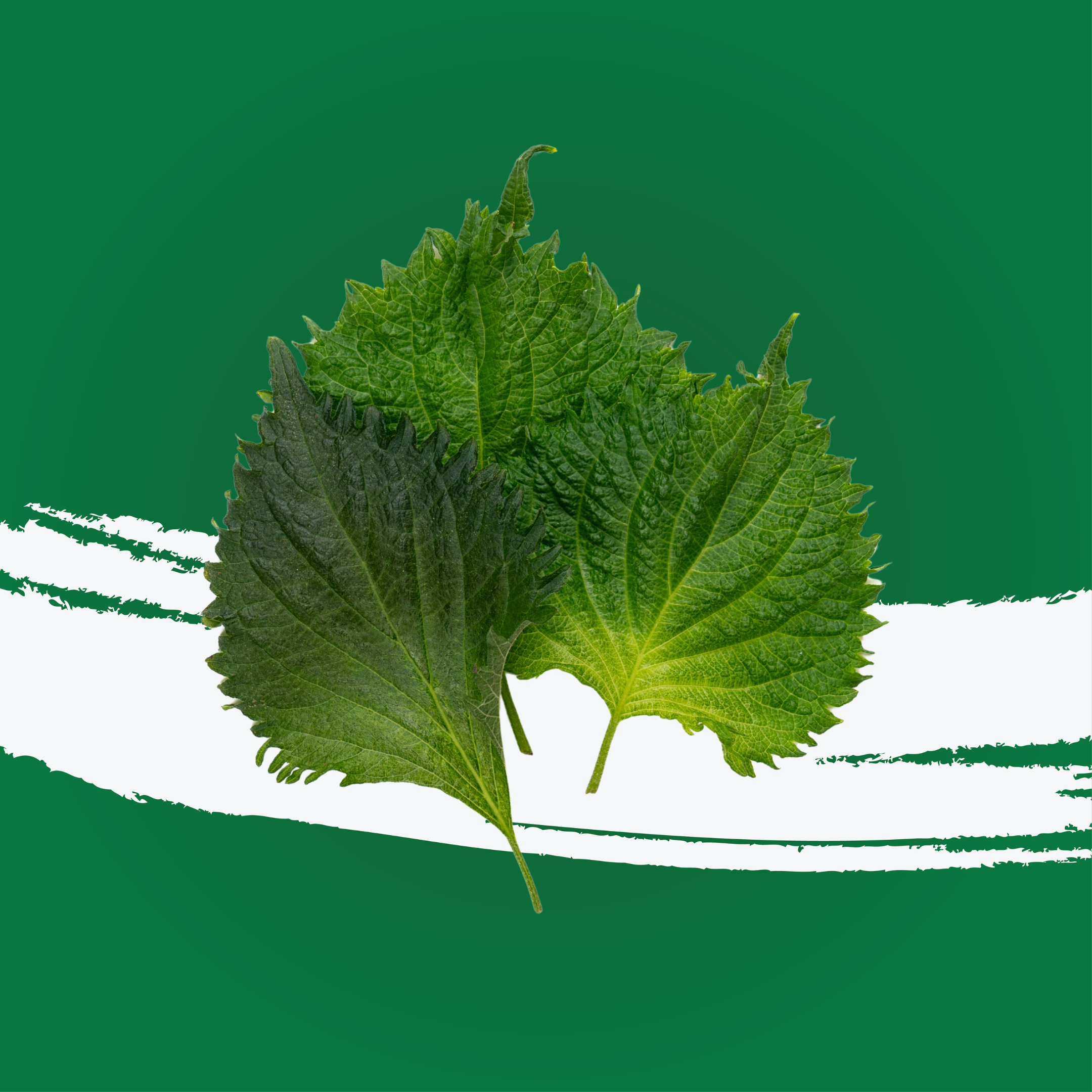 UNS Green Shiso Leaves Clear Pet Box