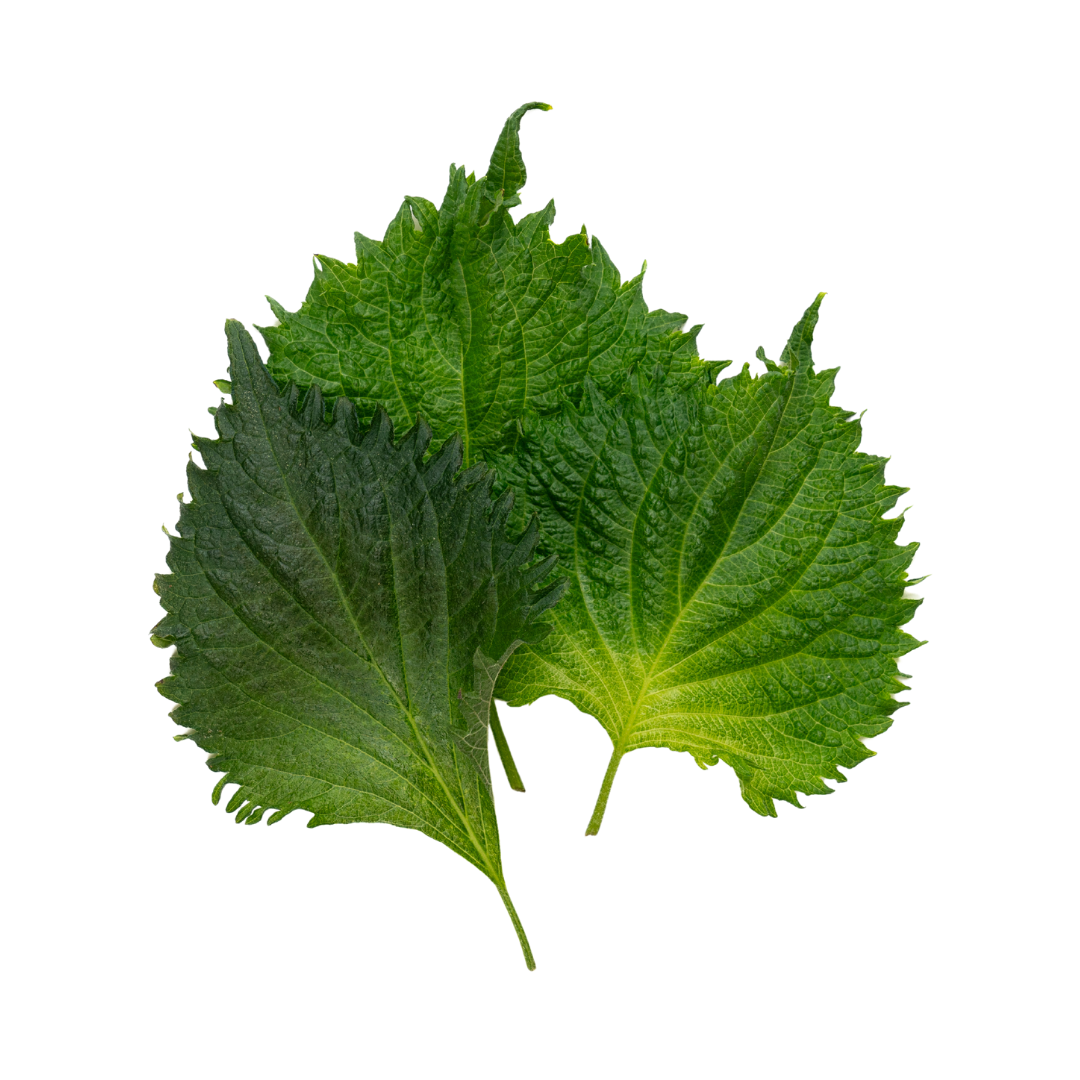 UNS Green Shiso Leaves Clear Pet Box