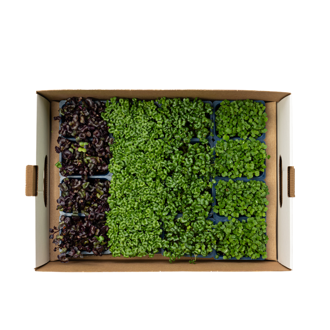 UNS Jumeirah Microgreen Mix 16 Punnet Carton