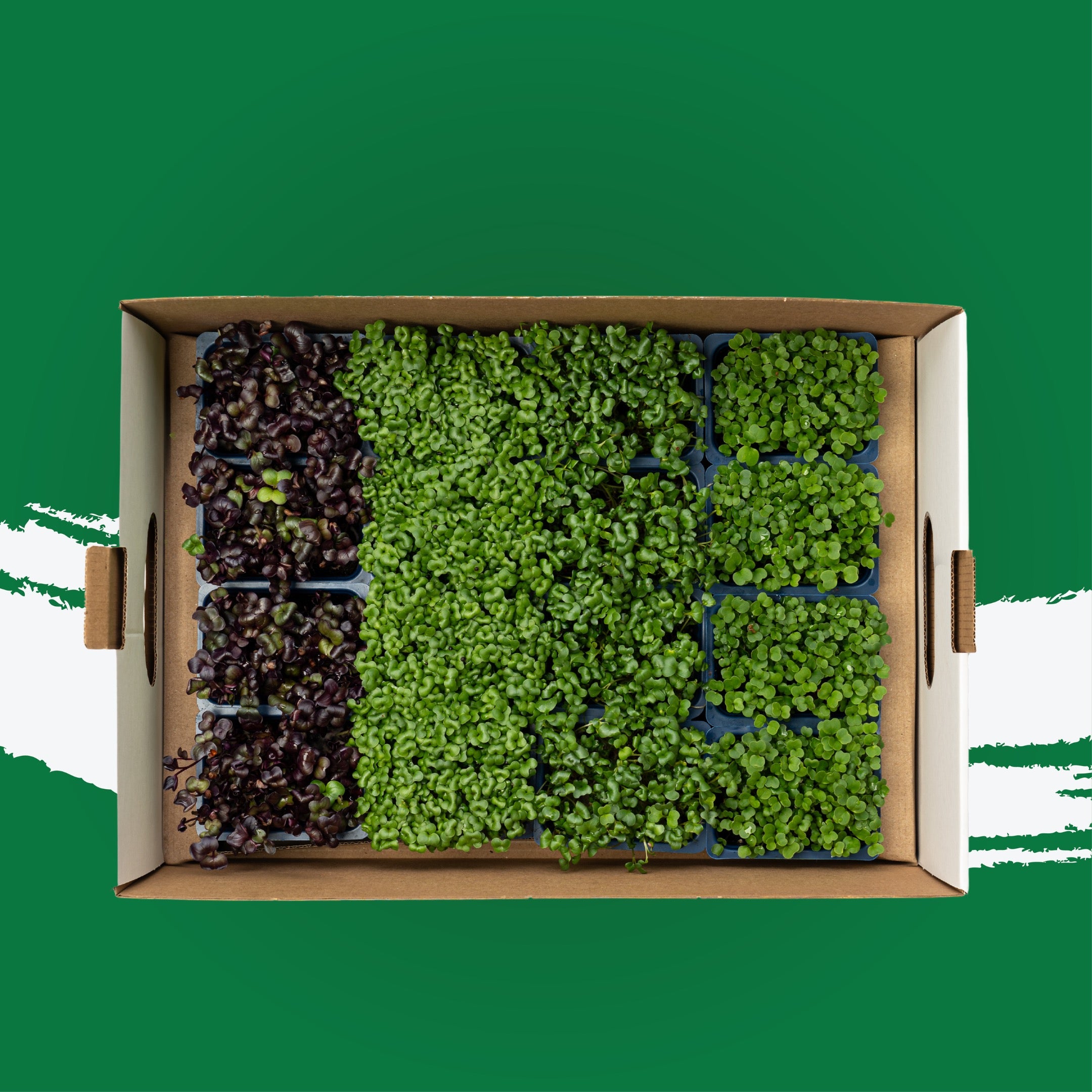 UNS Jumeirah Microgreen Mix 16 Punnet Carton