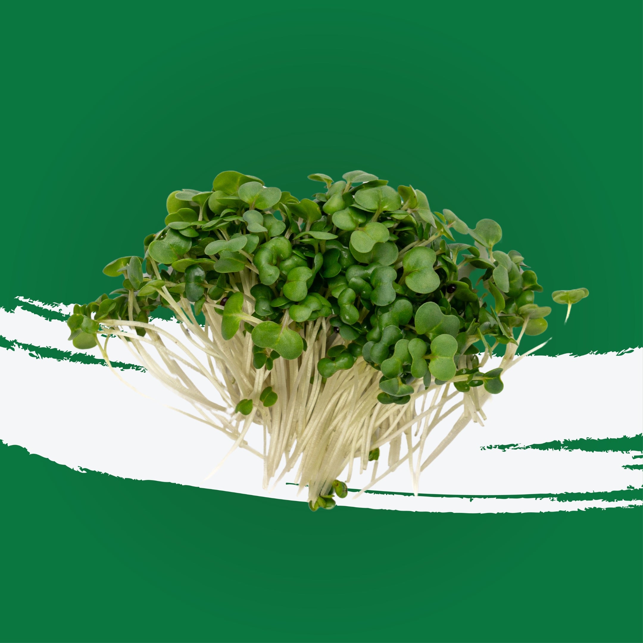 UNS Kale Cress 30g Clear Pet Box