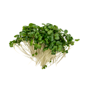 UNS Kale Microgren Cress 16 Punnet Carton