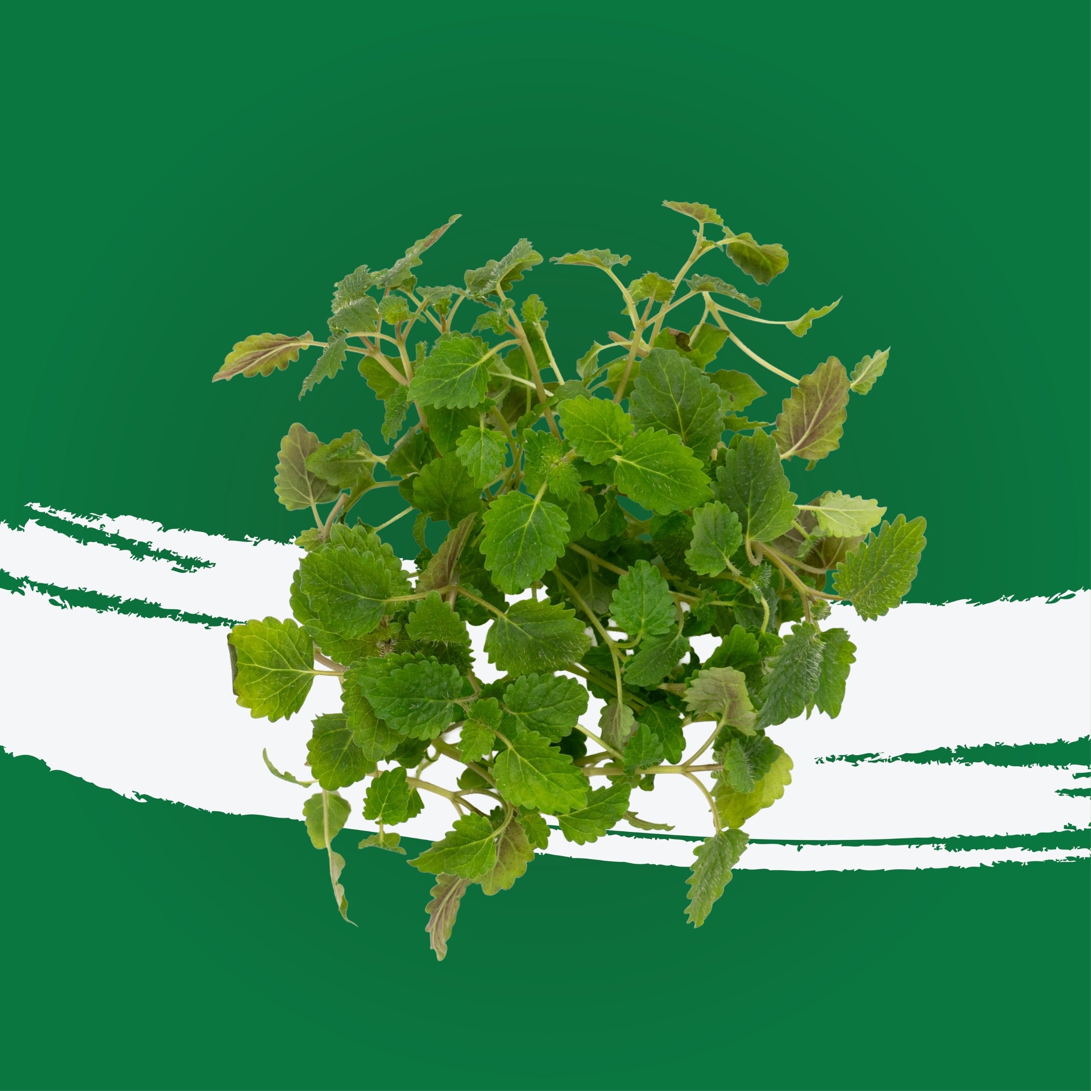 UNS Lemon Balm Microgreen Cress 16 Punnet Carton