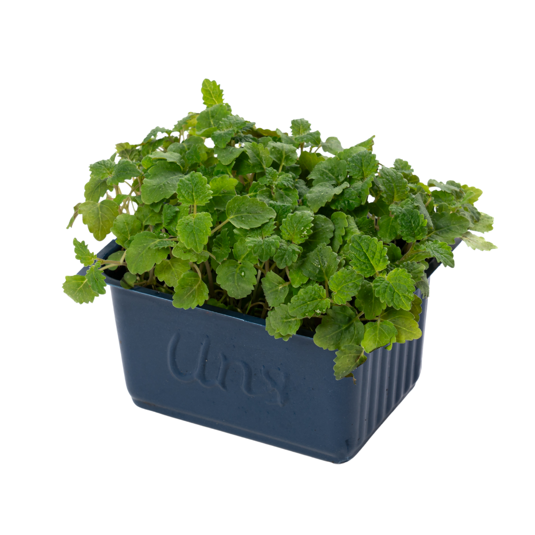 UNS Lemon Balm Microgreen Cress 16 Punnet Carton