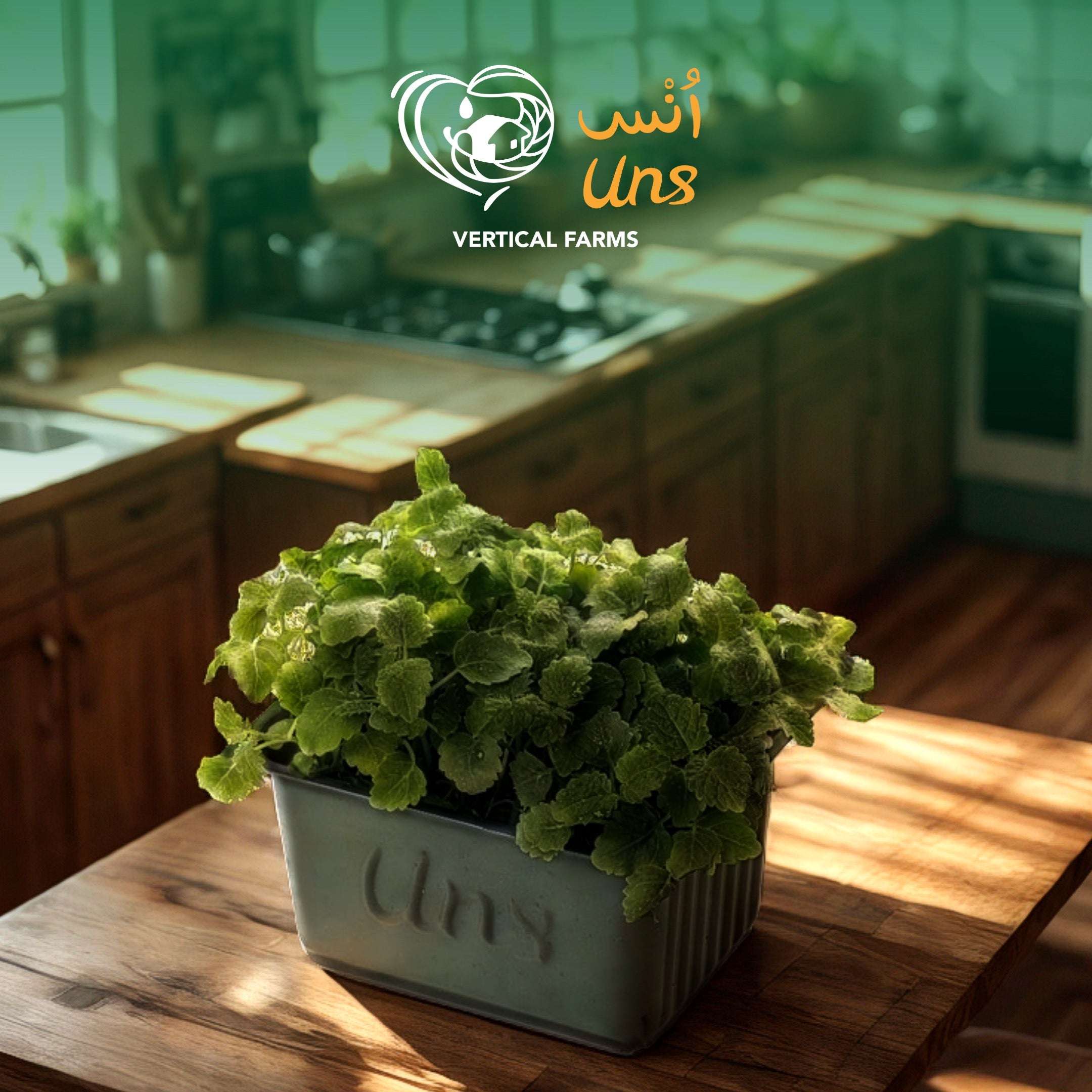 UNS Lemon Balm 50g Kraft Box