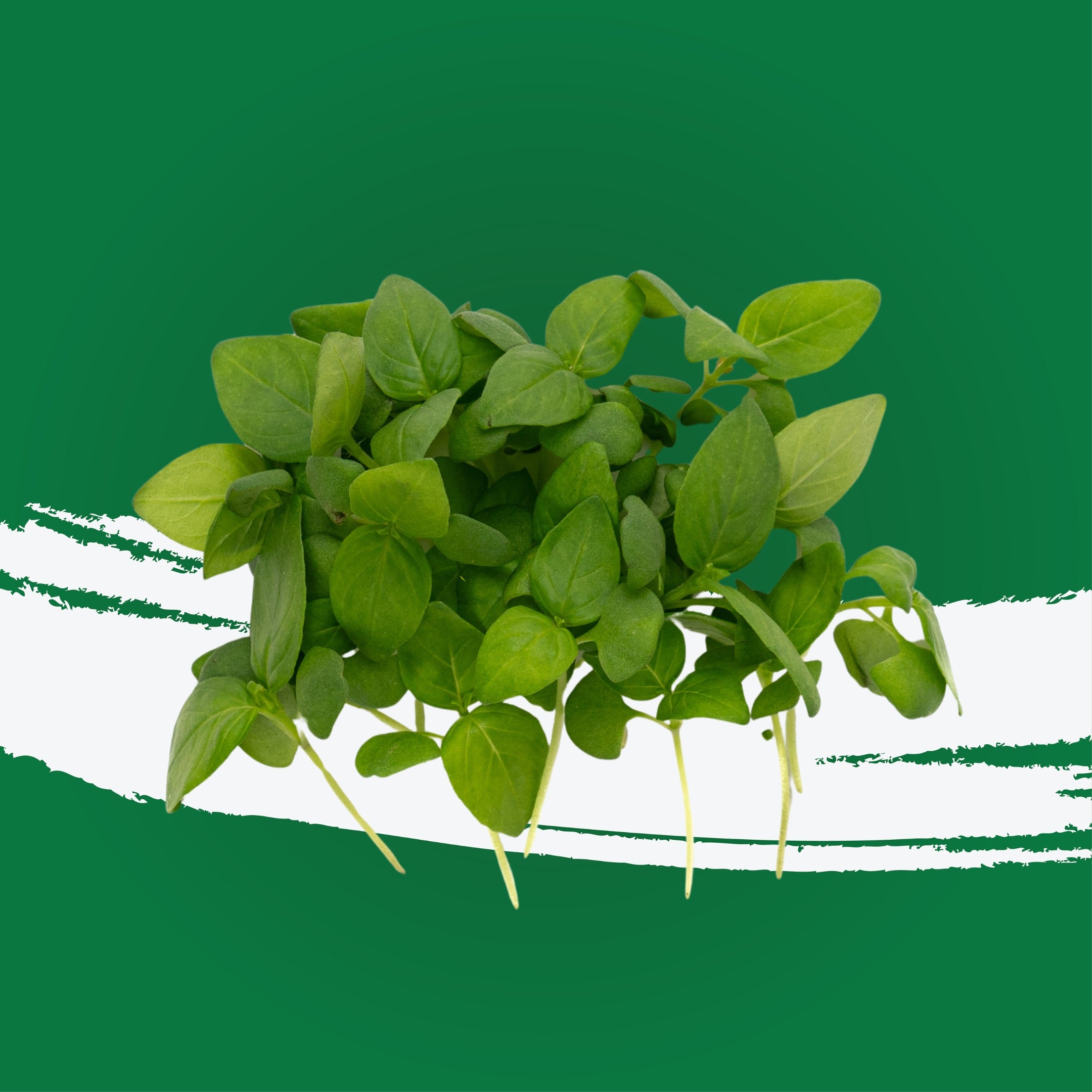 UNS Lemon Basil 15g Clear Pet Box