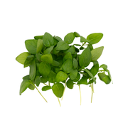 UNS Lemon Basil 15g Clear Pet Box