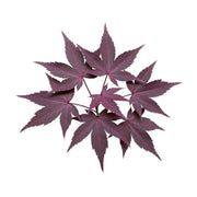 Uns Maple Leaf 6Pcs Clear Pet Box