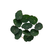 Uns Nasturtium Leaves 45 Leaves Clear Pet Box