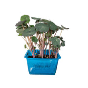 Uns Nasturtium Xl Microgreen Mix 16 Punnet Carton