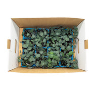 Uns Nasturtium Xl Microgreen Mix 16 Punnet Carton