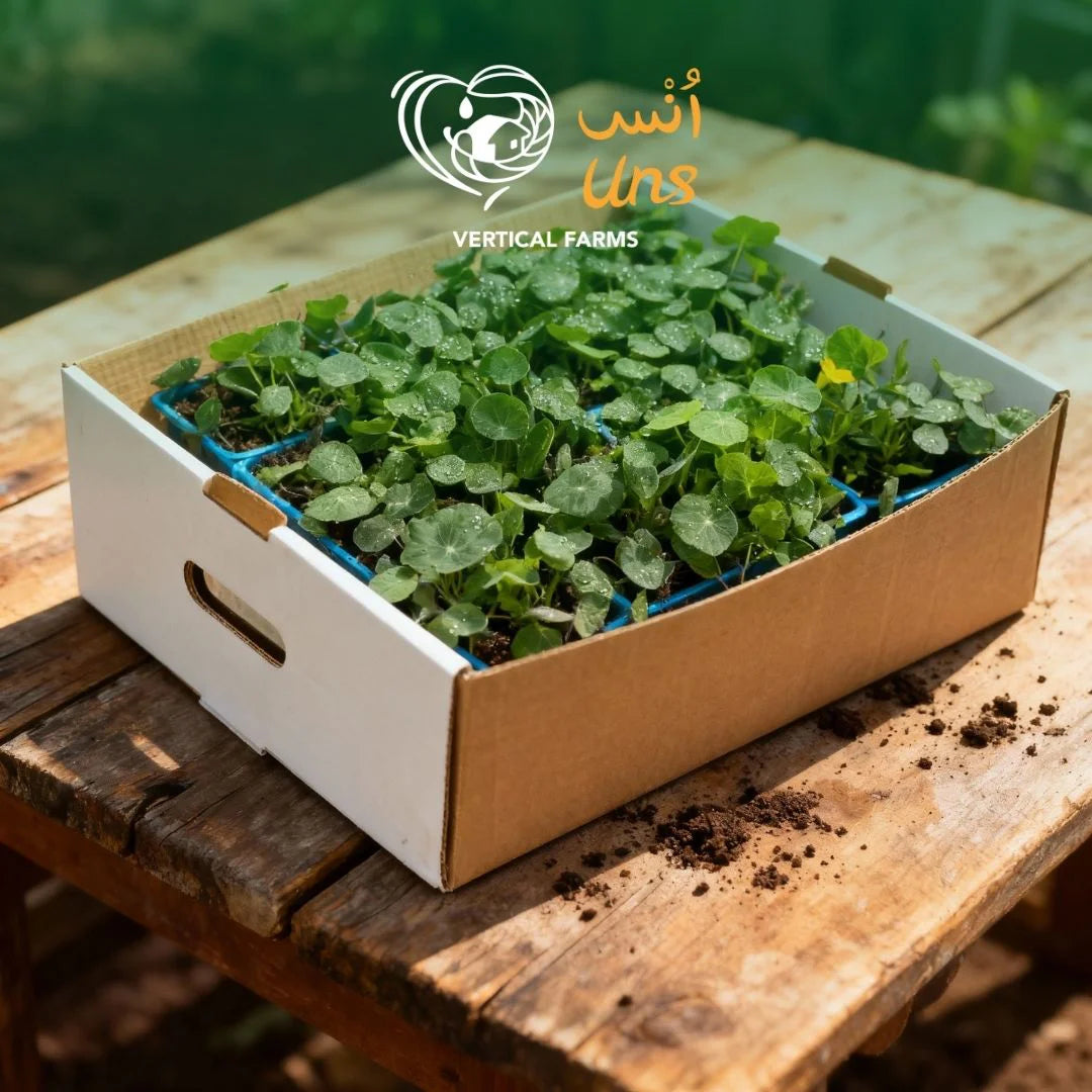 Uns Nasturtium Xl Microgreen Mix 16 Punnet Carton
