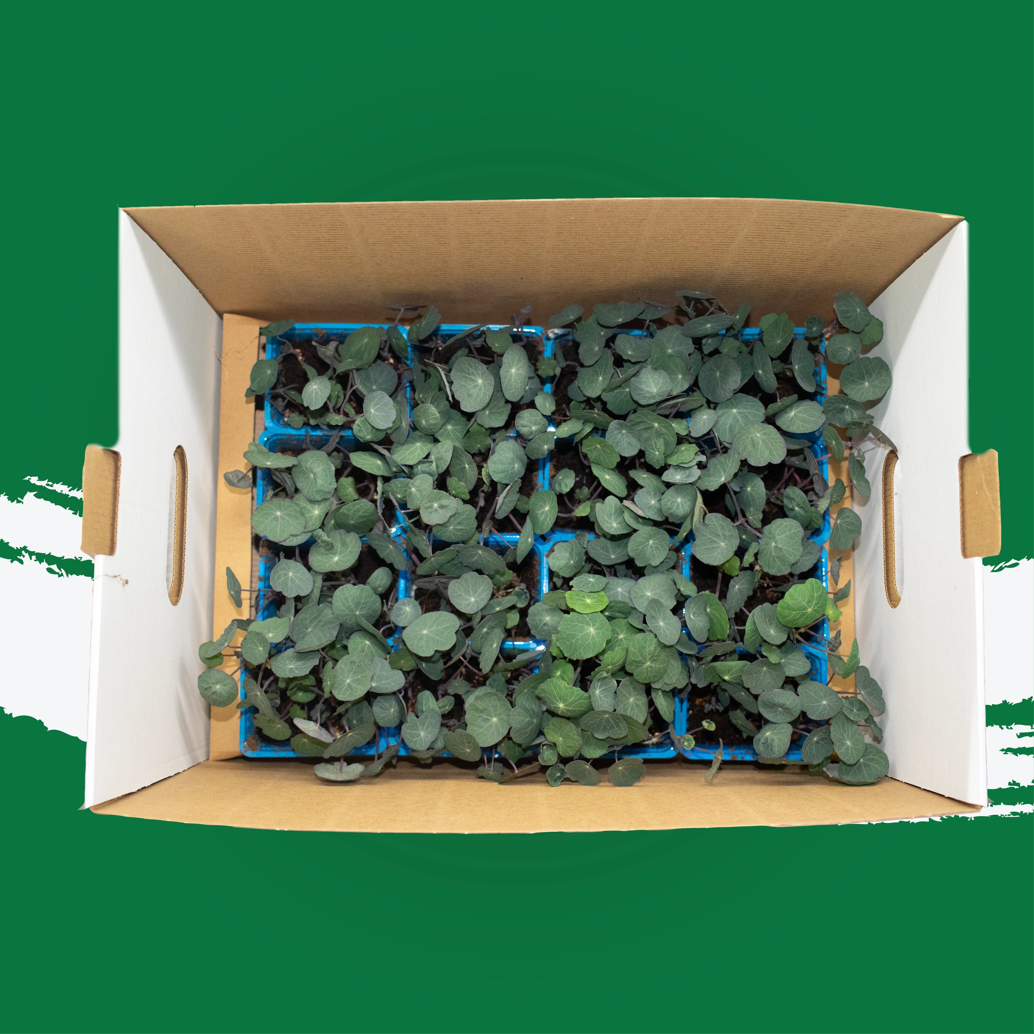 Uns Nasturtium Xl Microgreen Mix 16 Punnet Carton