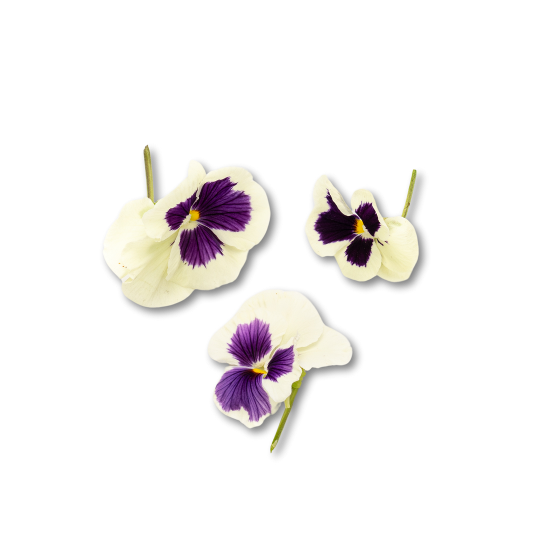 UNS Pansy Flowers 10Pcs Clear Pet Box