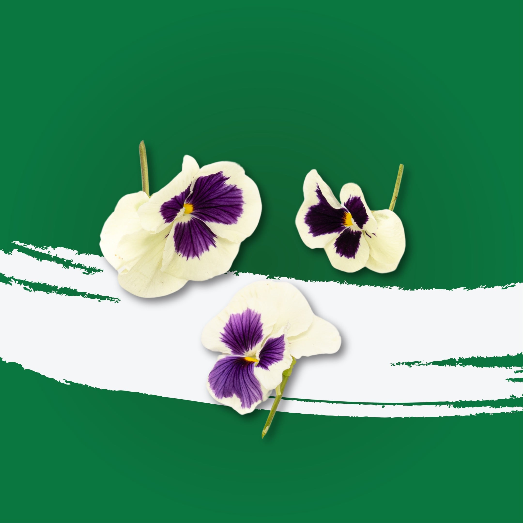 UNS Pansy Flowers 10Pcs Clear Pet Box