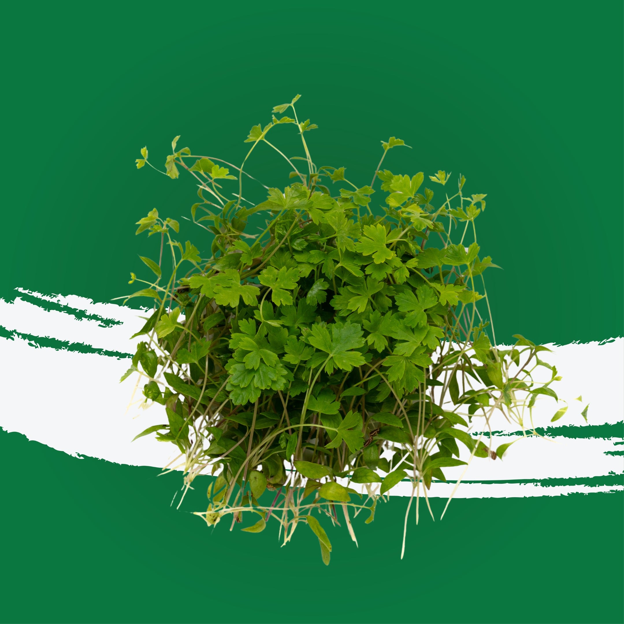 UNS Parsley 15g Clear Pet Box