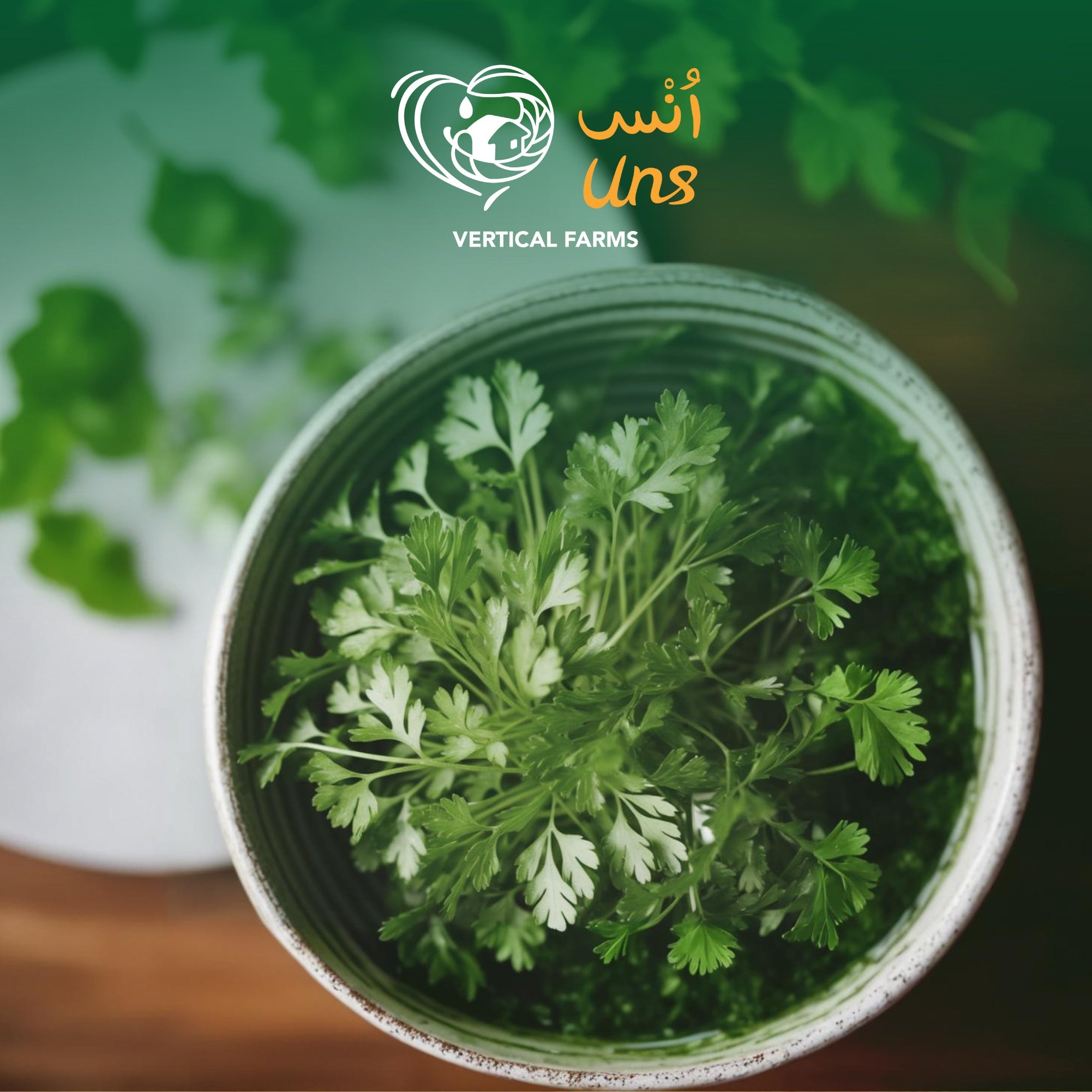 UNS Parsley 15g Clear Pet Box
