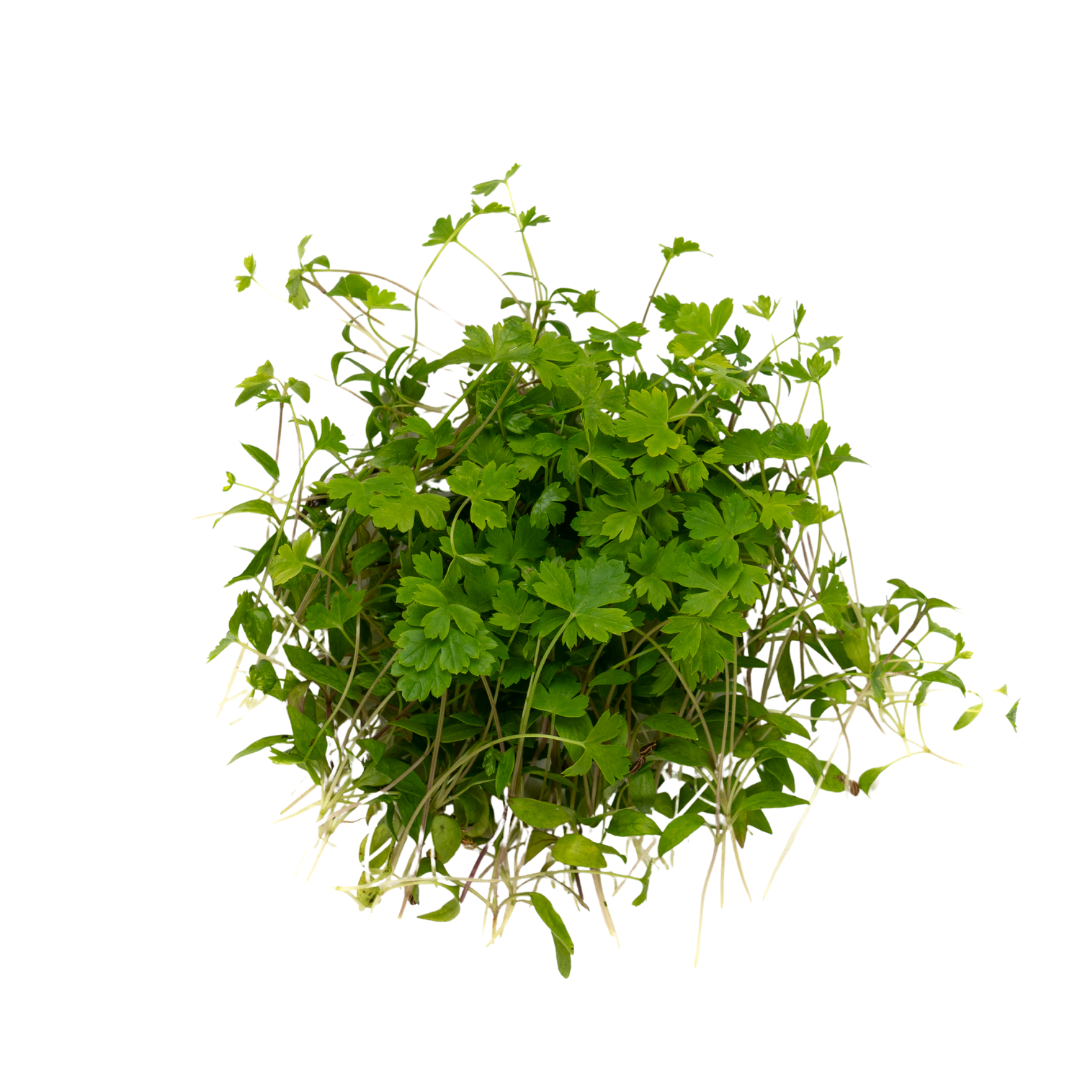 UNS Parsley 15g Clear Pet Box