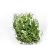 Uns Peashoots 20G Clear Pet Box