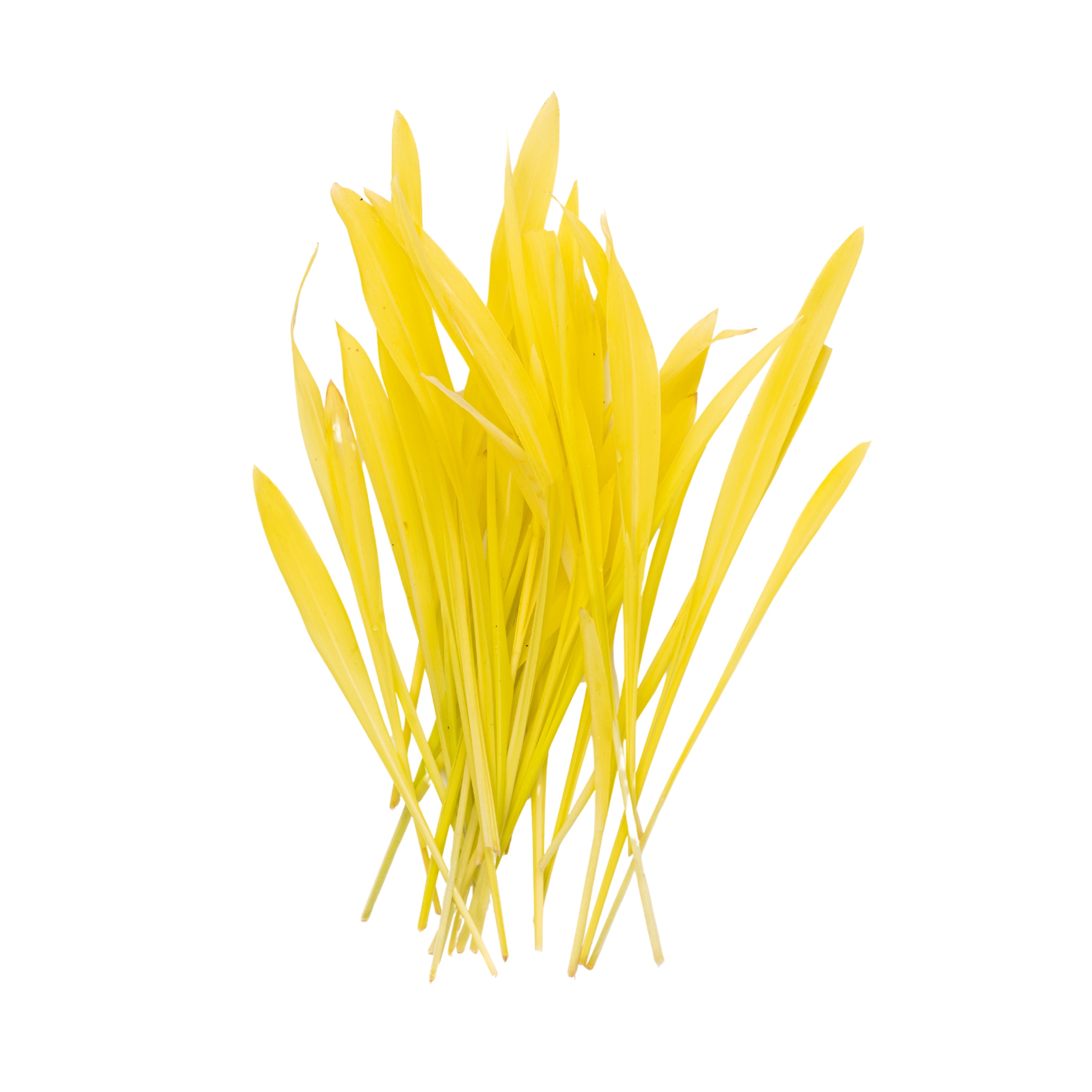 Uns Popcorn Shoots 20G Clear Pet Box