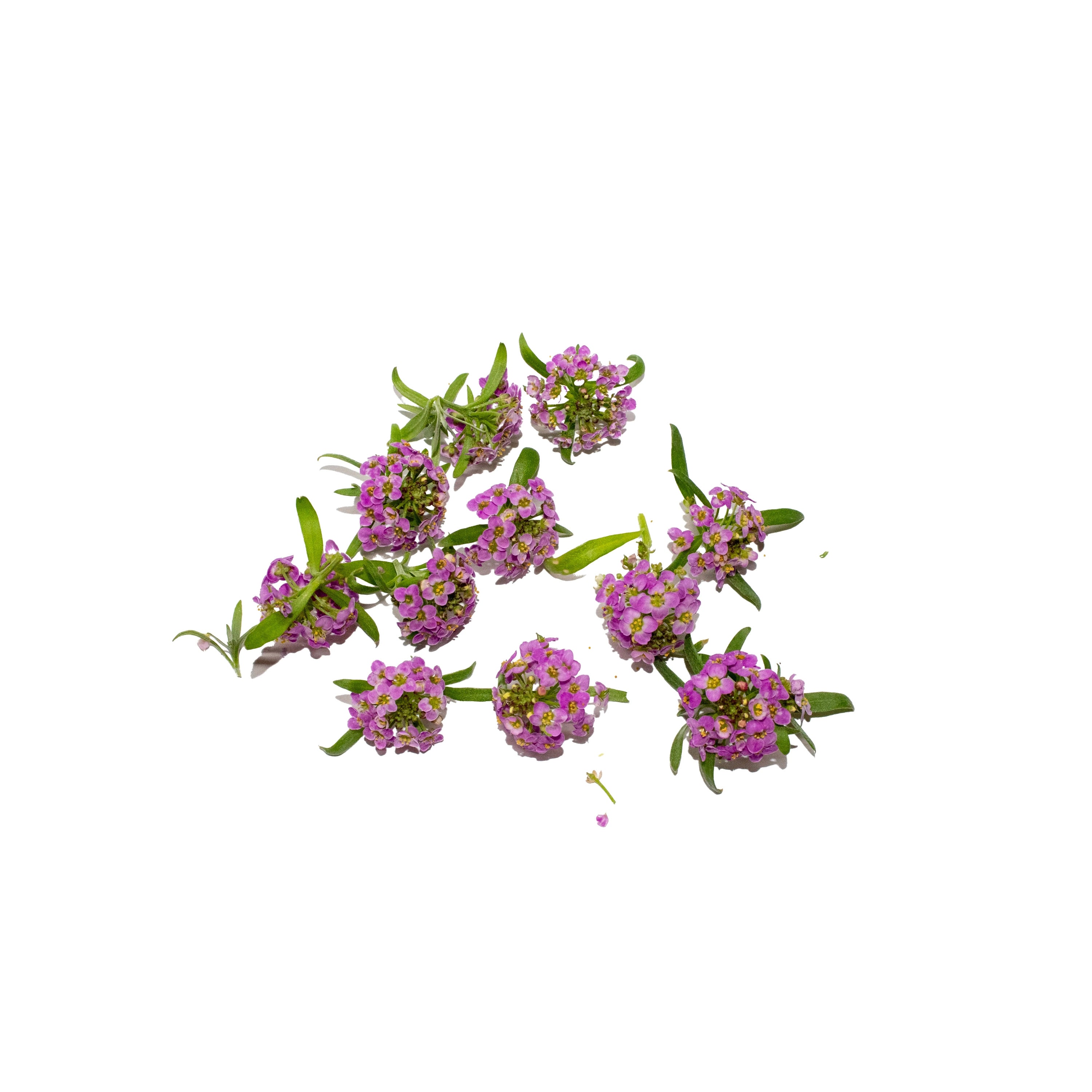 Uns Purple Alyssum 8Pcs Clear Pet Box