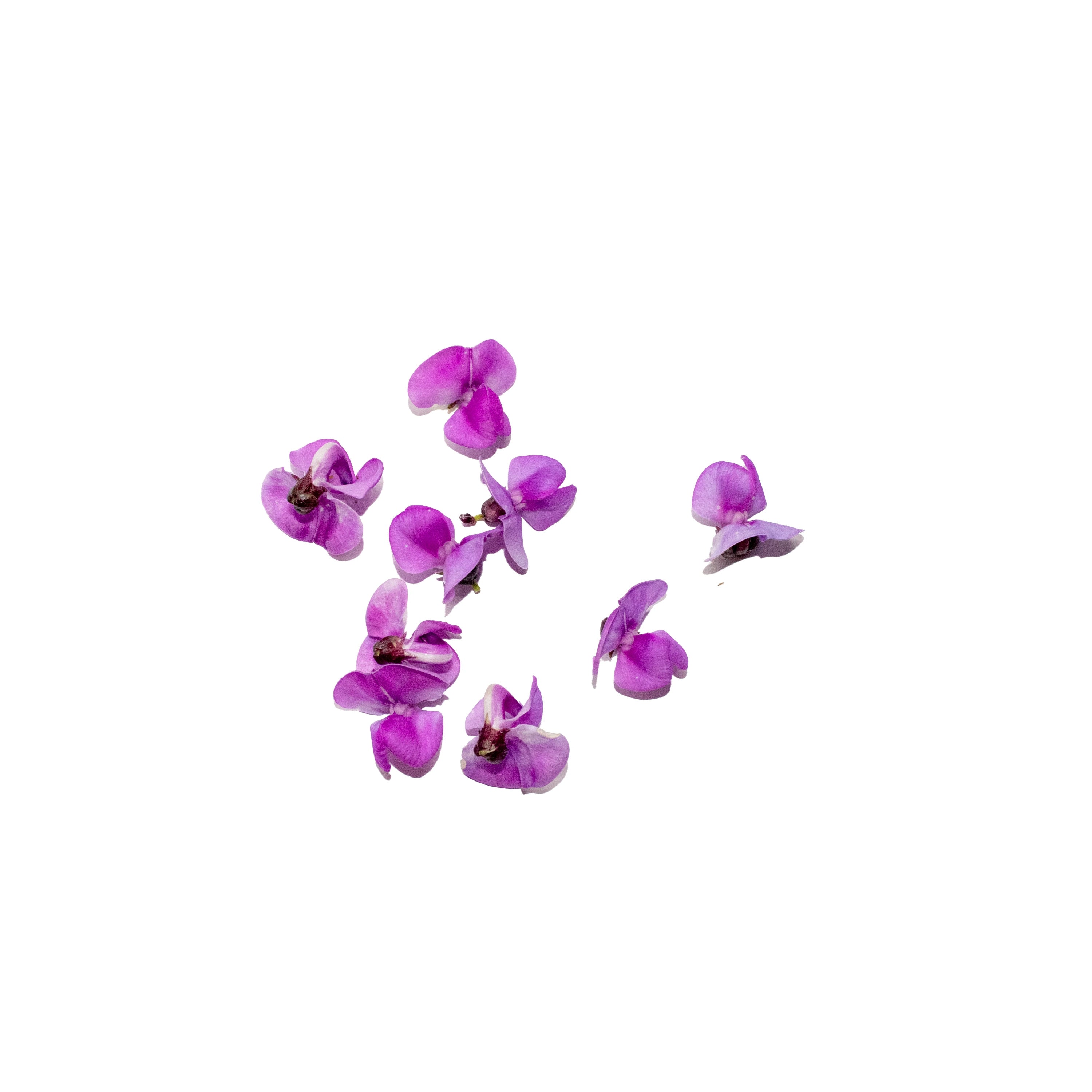 Uns Purple Bean Flower 15Pcs Clear Pet Box