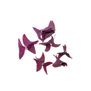 Uns Purple Oxalis Leaves