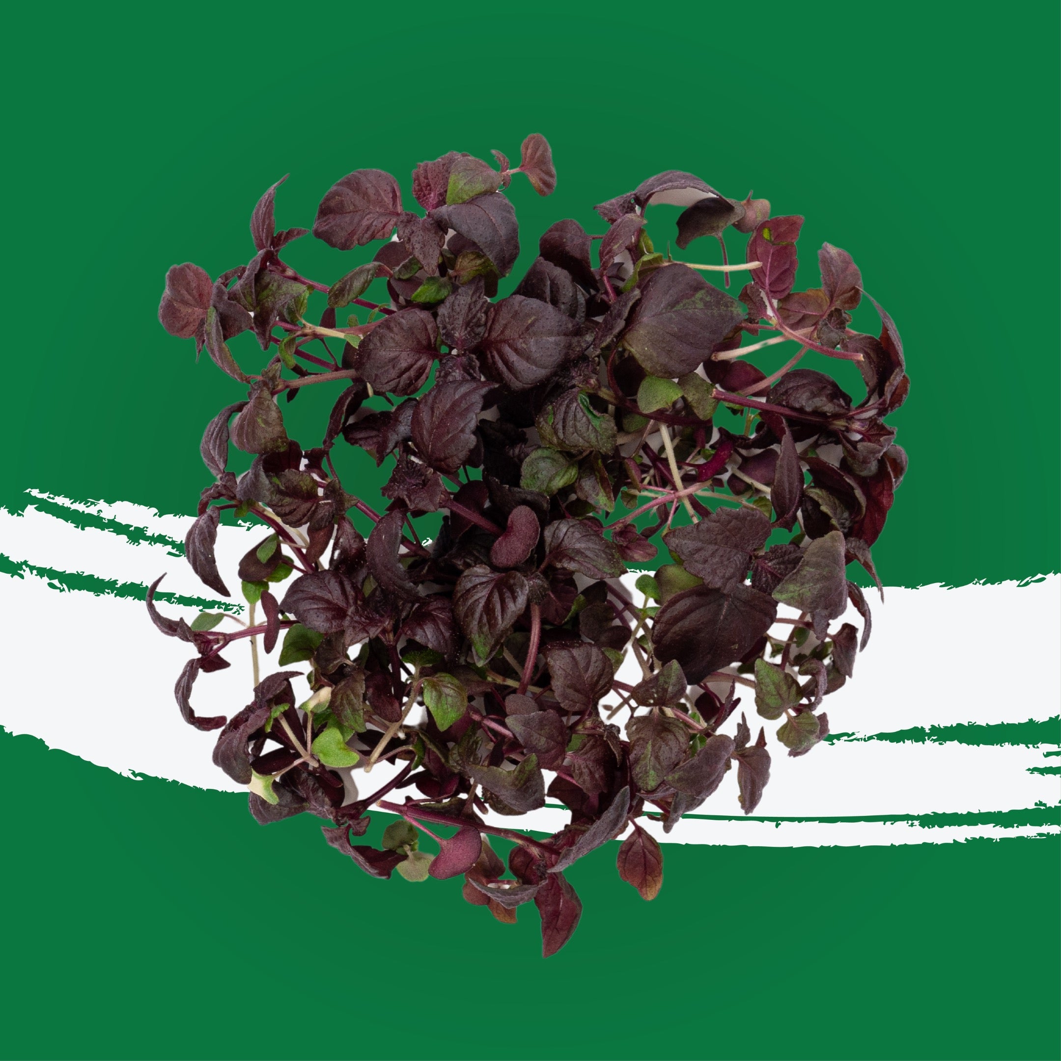 UNS Purple Shiso 10g Clear Pet Punnet