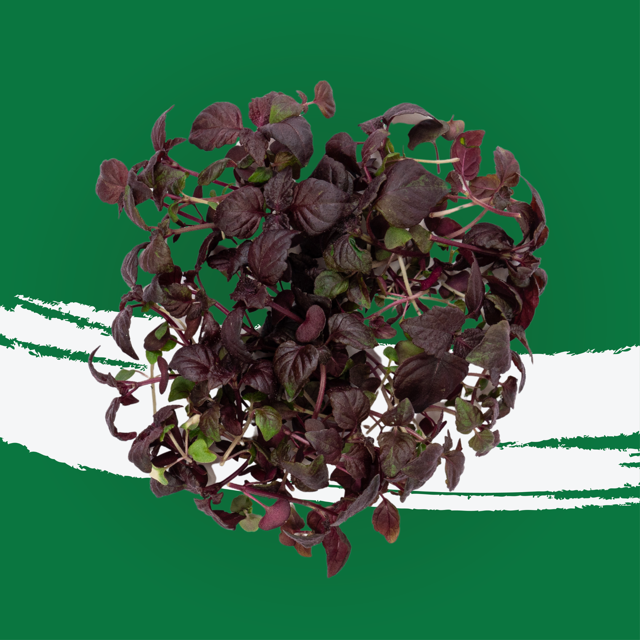 UNS Red Shiso Microgreen Cress 16 Punnet Carton