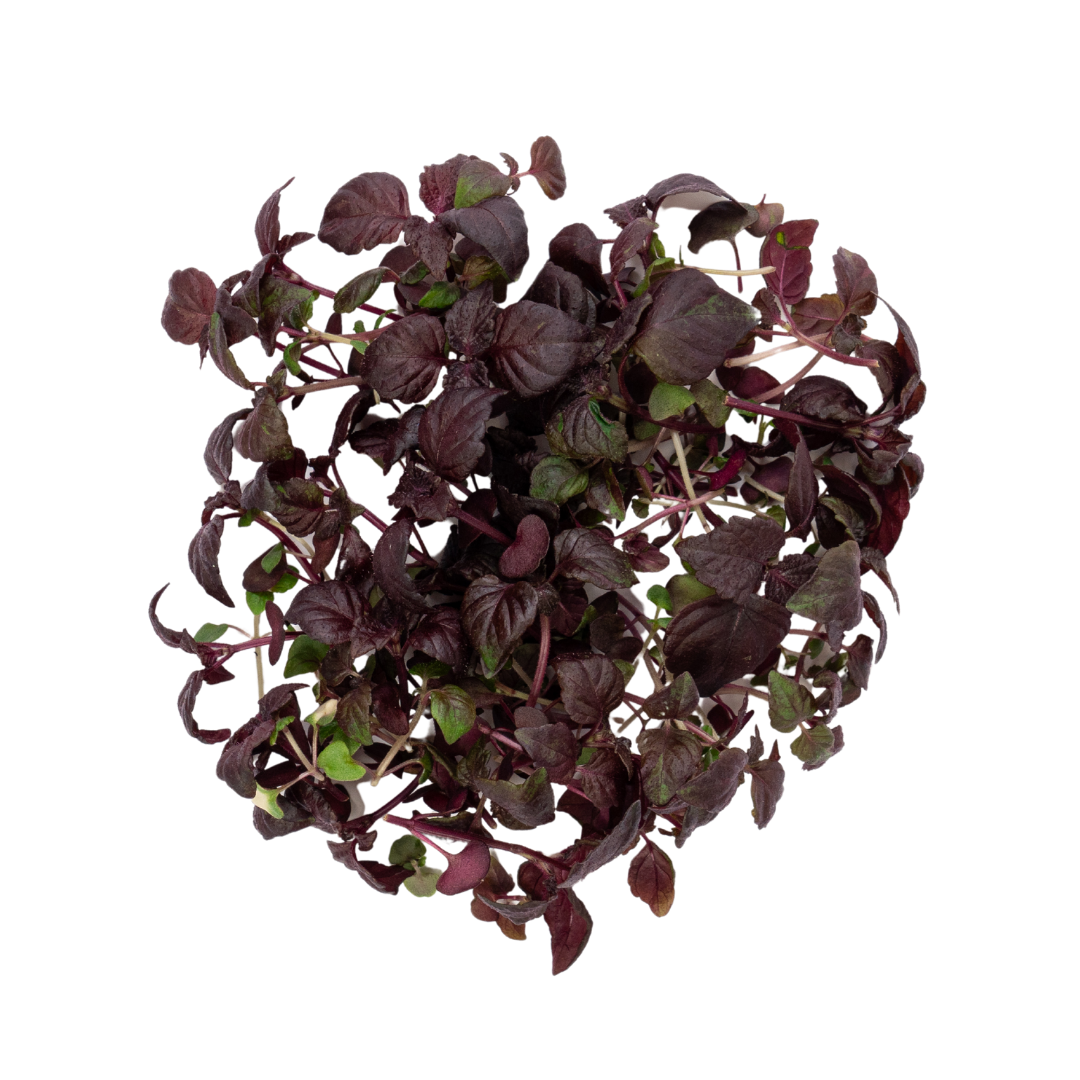 UNS Purple Shiso 10g Clear Pet Punnet