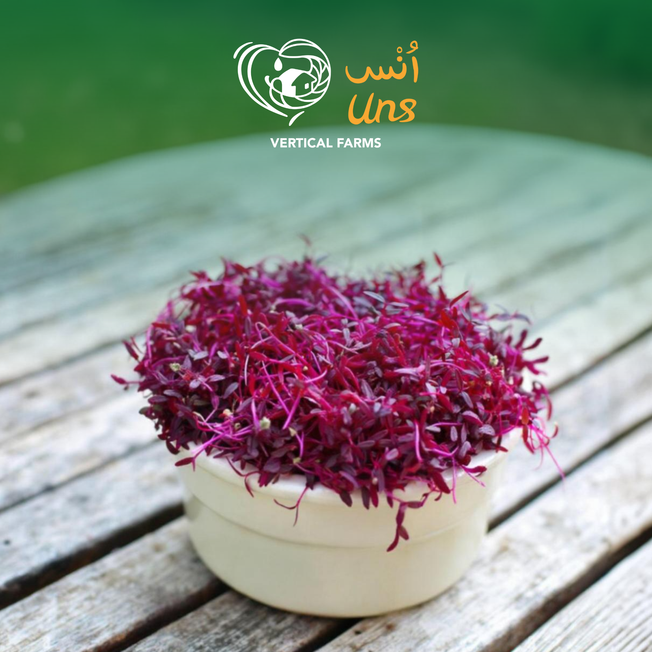 UNS Red Amaranth 15g Clear Pet Box