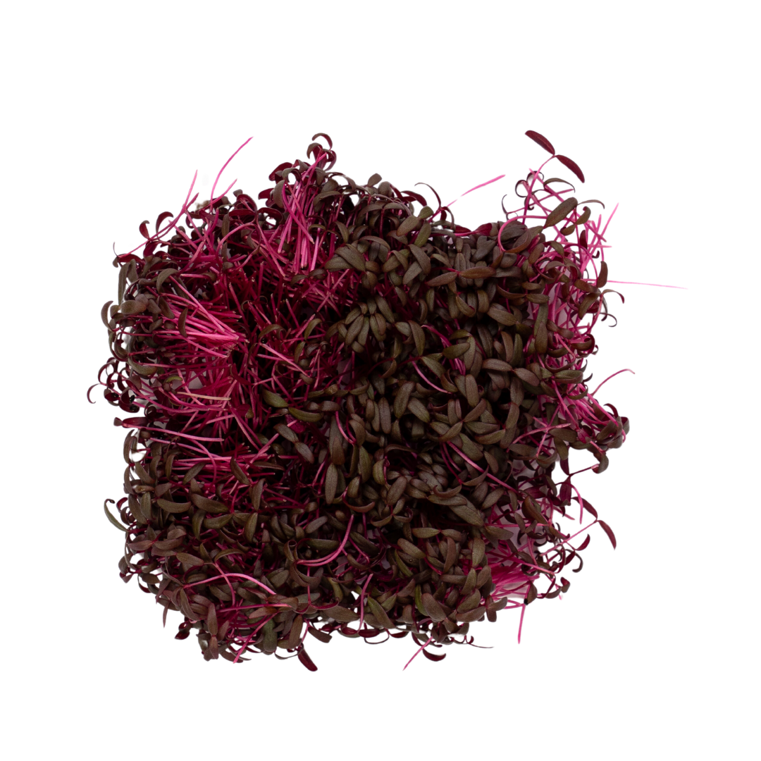 UNS Amaranth Microgreen Cress 16 Punnet Carton