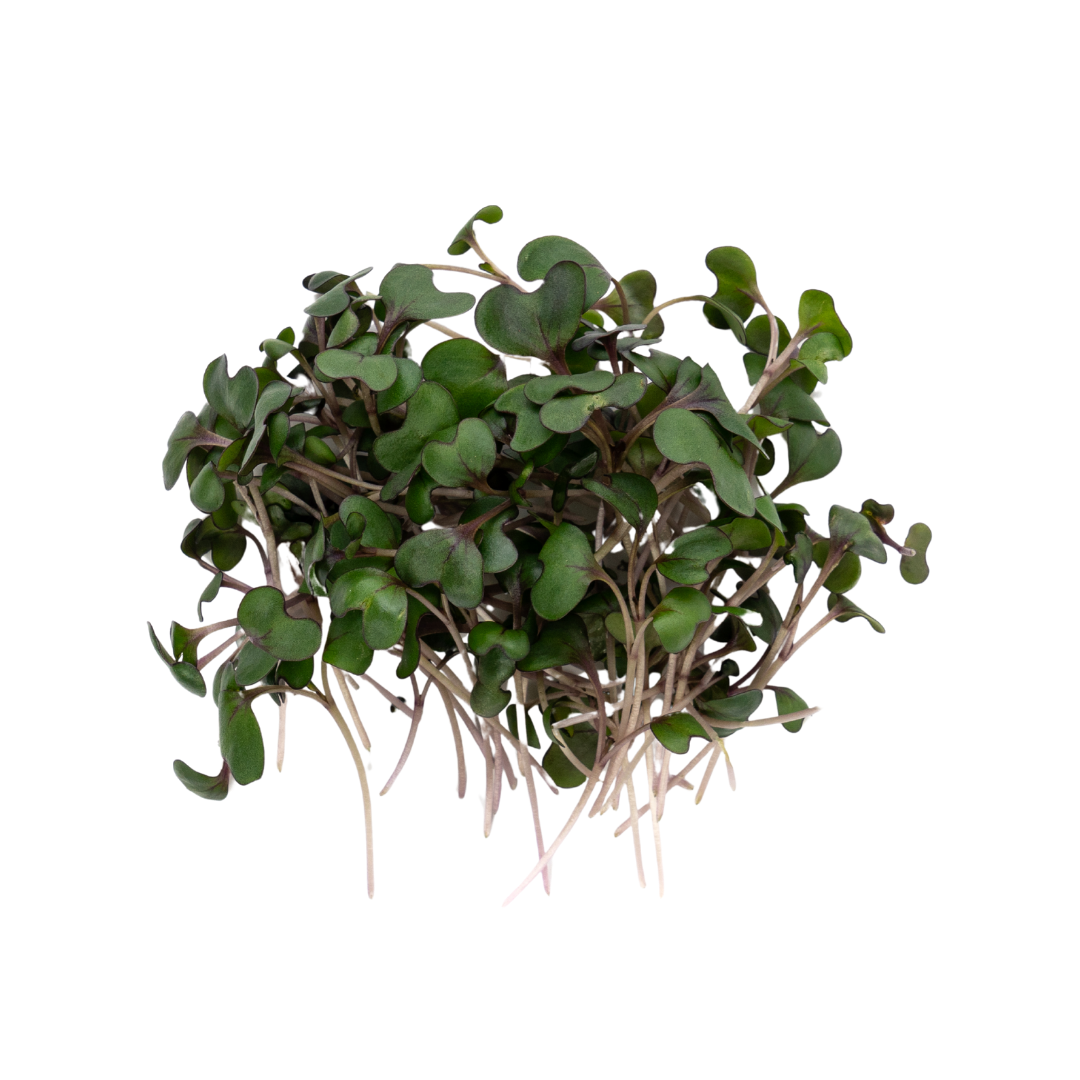 UNS Red Cabbage Microgreen Cress 16 Punnet Carton