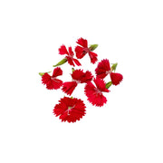 Uns Red Dianthus 20Pcs Clear Pet Box