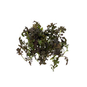 Uns Red Mizuna Leaves 20G Clear Pet Box