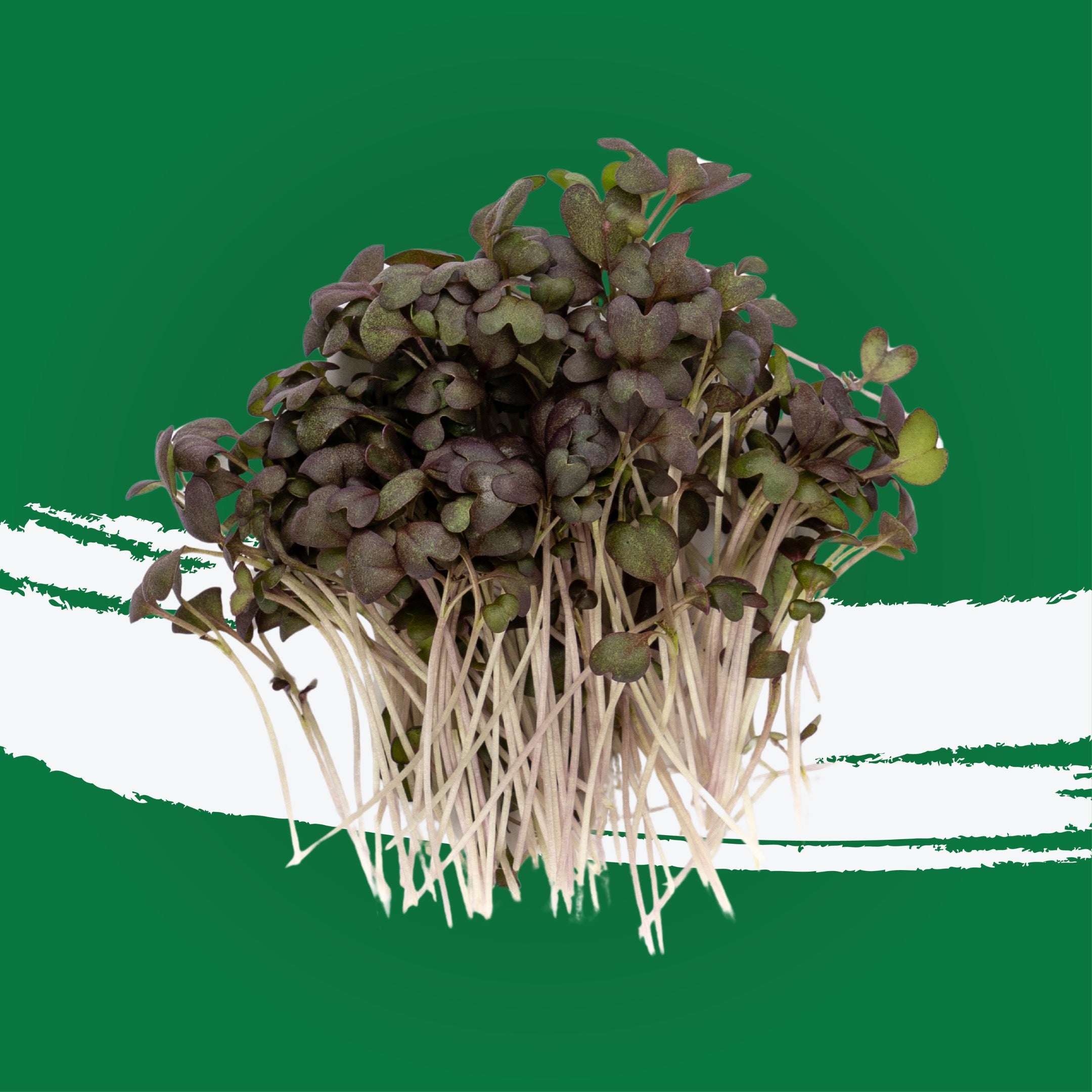 UNS Red Mustard Microgreen Cress 16 Punnet Carton