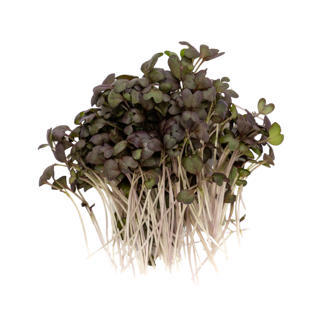 UNS Red Mustard Garnet 30g Clear Pet Box