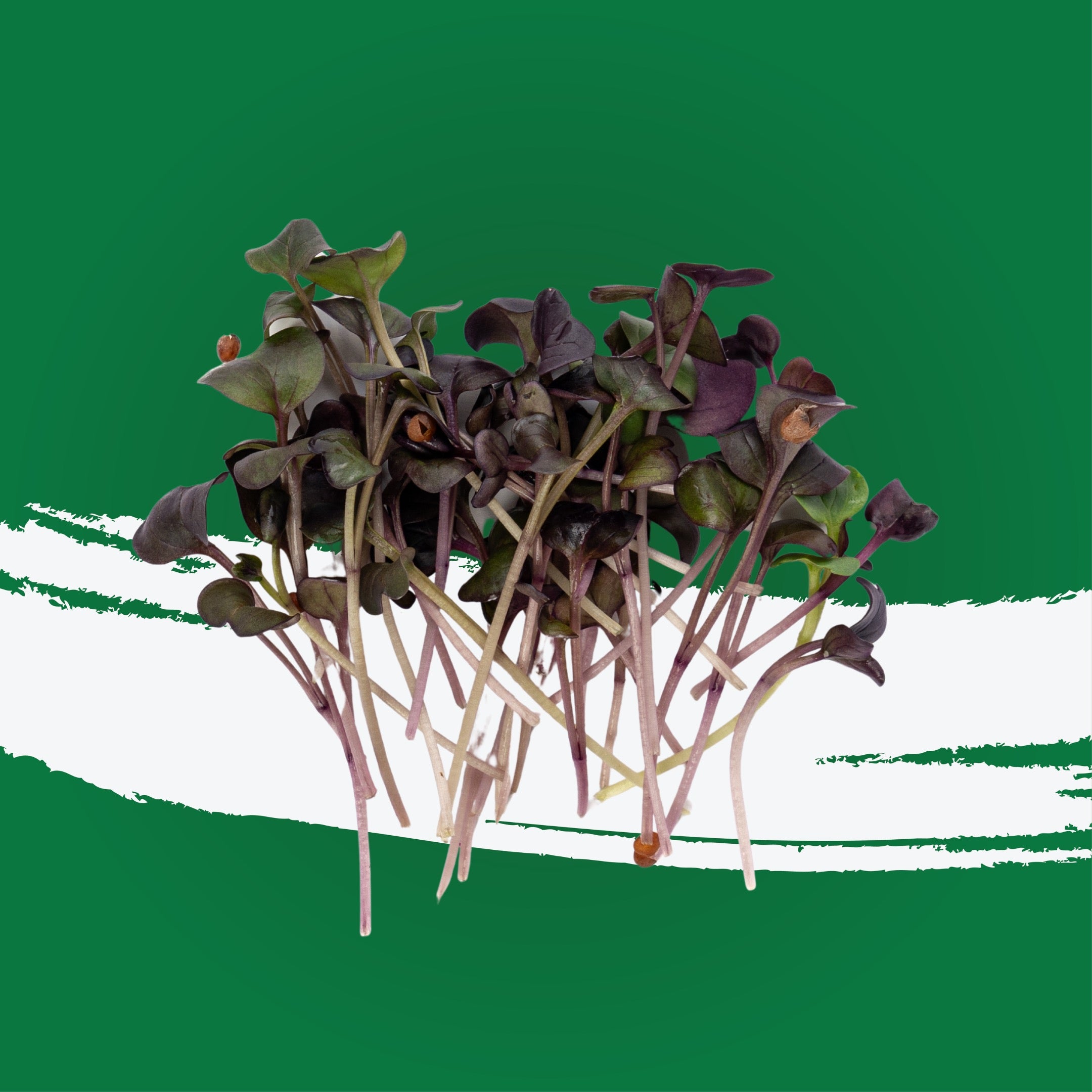 UNS Red Radish Microgreen Cress 16 Punnet Carton